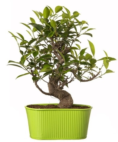 Ficus S gövdeli muhteşem bonsai  Bursa çiçek gönderme sitemiz güvenlidir 