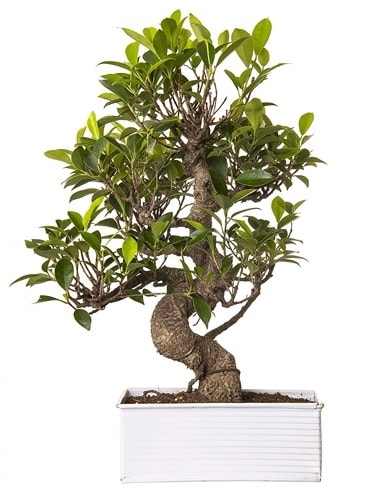 Exotic Green S Gövde 6 Year Ficus Bonsai  Bursa çiçek online çiçek siparişi 